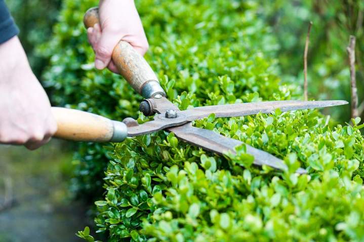 Confiez-nous le soin régulier de vos espaces verts.